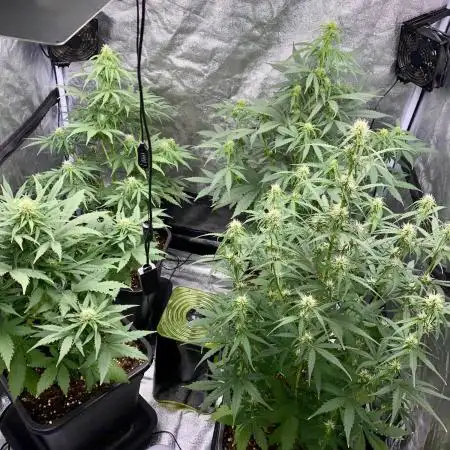 Full Anesia Auto 2