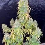 Full Anesia Auto 2