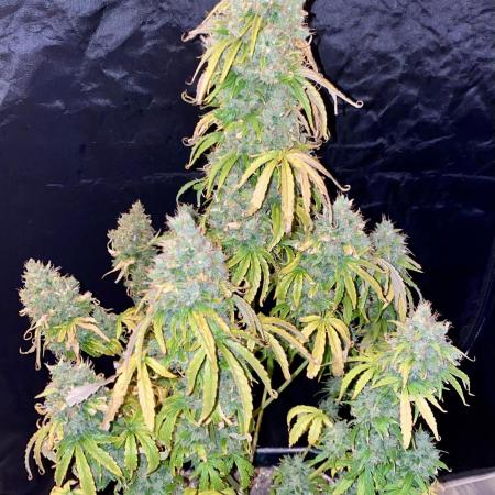 Full Anesia Auto 2