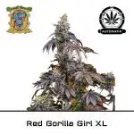 Gorilla Girl XL Auto - Sweet Seeds