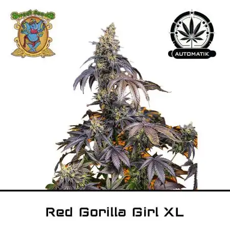 Gorilla Girl XL Auto - Sweet Seeds