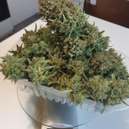 Gorilla Girl XL Auto - Sweet Seeds