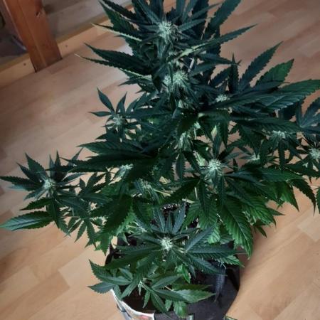 Gorilla Girl XL Auto - Sweet Seedsd