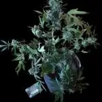 Gorilla Girl XL Auto - Sweet Seeds