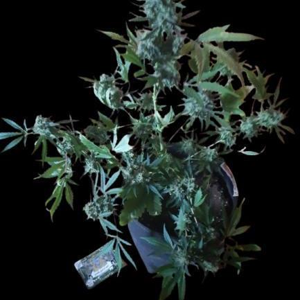 Gorilla Girl XL Auto - Sweet Seeds