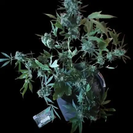 Gorilla Girl XL Auto - Sweet Seeds
