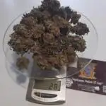 Gorilla Girl XL Auto - Sweet Seeds