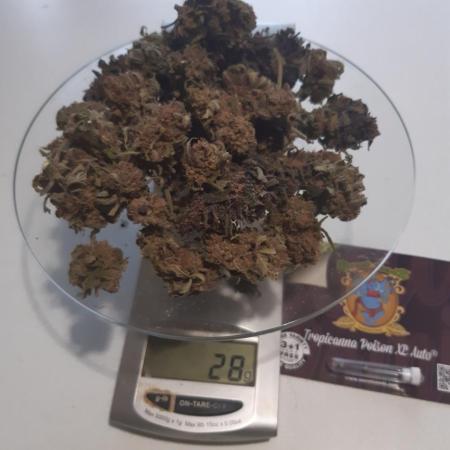 Gorilla Girl XL Auto - Sweet Seeds