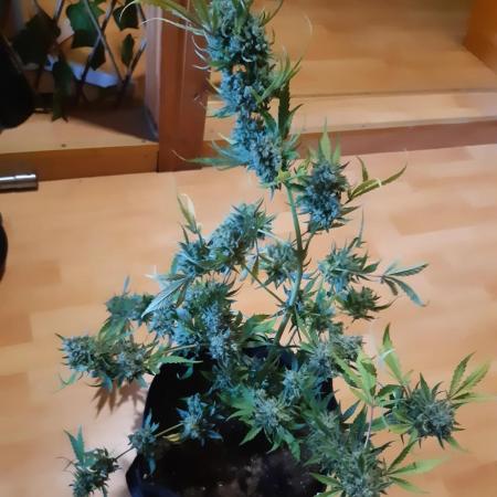 Gorilla Girl XL Auto - Sweet Seeds