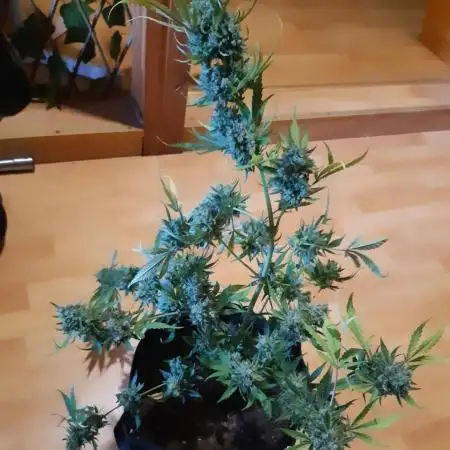Gorilla Girl XL Auto - Sweet Seeds