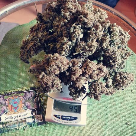 Sweet Seeds Auto 3x