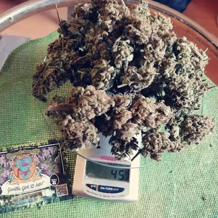 Sweet Seeds Auto 3x