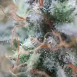 Gorilla Girl XL Auto - Sweet Seeds