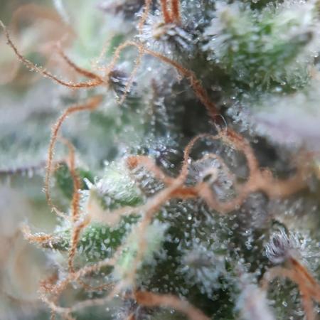 Gorilla Girl XL Auto - Sweet Seeds