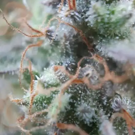 Gorilla Girl XL Auto - Sweet Seeds