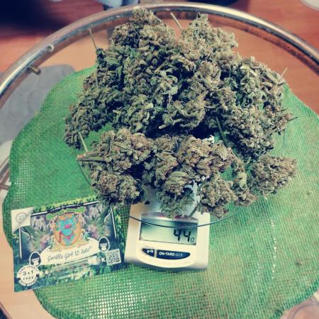 Sweet Seeds Auto 3x