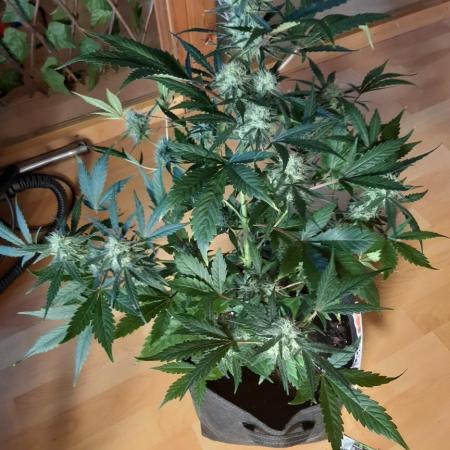 Gorilla Girl XL Auto - Sweet Seeds