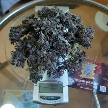 Gorilla Girl XL Auto - Sweet Seeds
