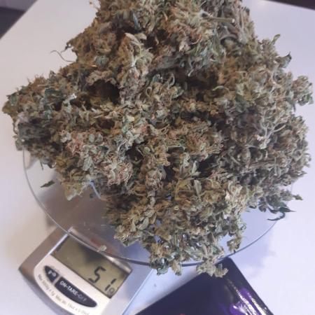 Anesia seeds - Deep Jealousy auto. 