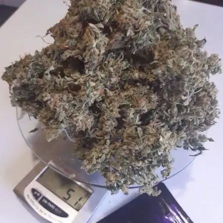 Anesia seeds - Deep Jealousy auto. 