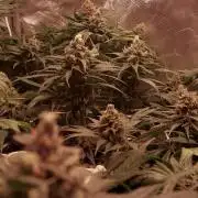Sativa Claustrophobic Yard