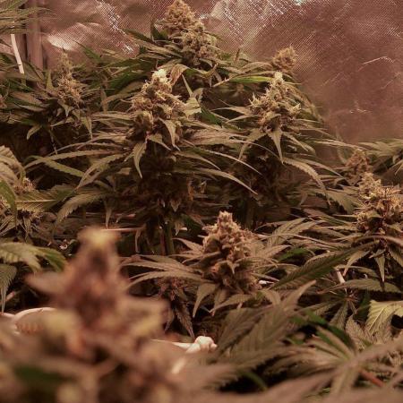 Sativa Claustrophobic Yard