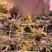 Sativa Lover - "The Classics"