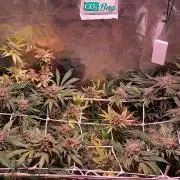 Sativa Lover - "The Classics"