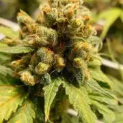 Sativa Lover - "The Classics"