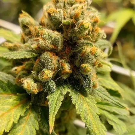 Sativa Lover - "The Classics"