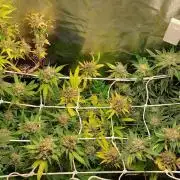 Sativa Lover - "The Classics"