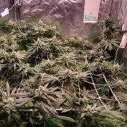 Sativa Claustrophobic Yard