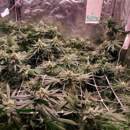 Sativa Claustrophobic Yard