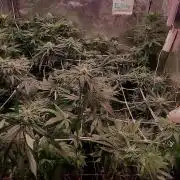 Sativa Claustrophobic Yard