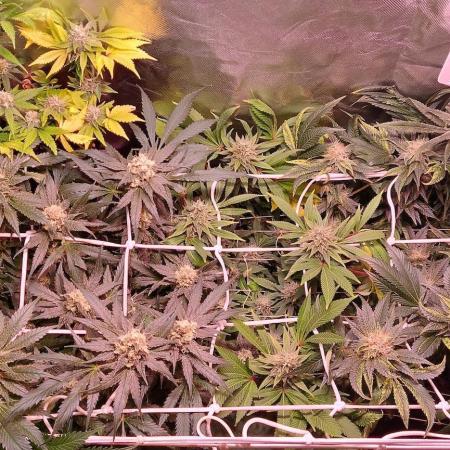 Sativa Lover - "The Classics"