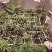 Sativa Claustrophobic Yard