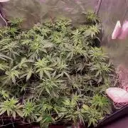 Sativa Claustrophobic Yard