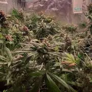 Sativa Claustrophobic Yard
