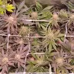 Sativa Lover - "The Classics"