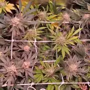 Sativa Lover - "The Classics"