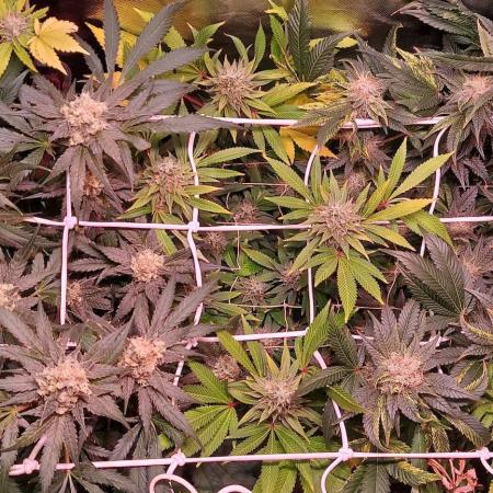 Sativa Lover - "The Classics"