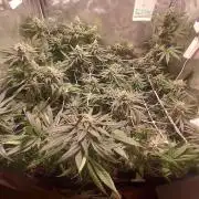 Sativa Claustrophobic Yard
