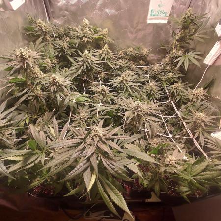 Sativa Claustrophobic Yard