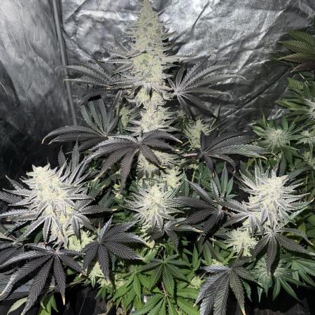 Seguimiento Royal Queen Seeds y Plagron