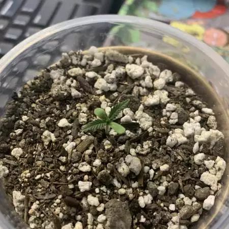 Sweet Donkey Auto