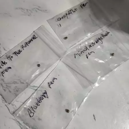 First Grow 