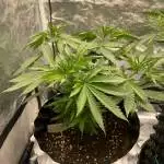 Bruce Banner