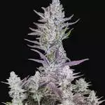 2x wedding glue auto