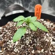 Auto seeds #1 & 2