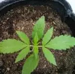 Auto purple punch